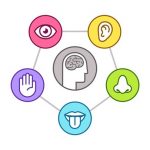 Qué es la memoria sensorial y para que sirve - factorludico.cl